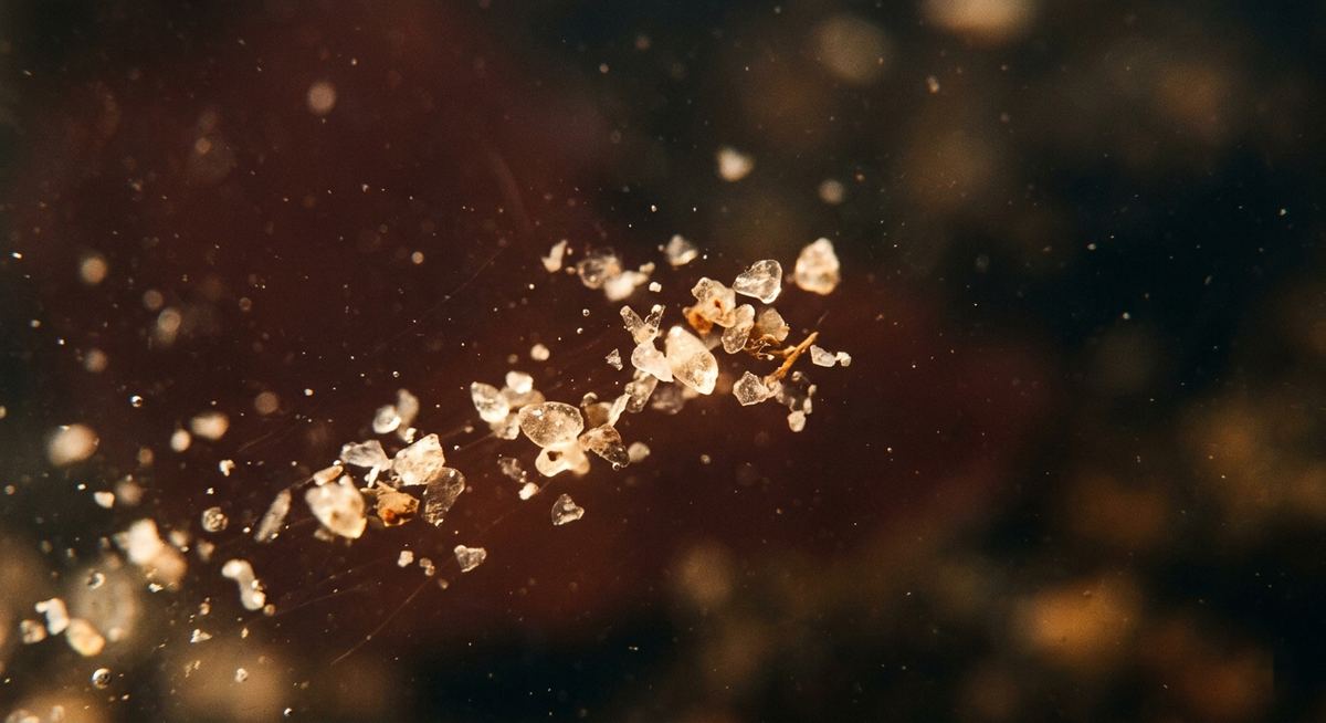 Microplastic particles suspended in liquid under magnification